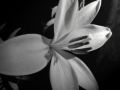 Lilium en blanco y negro