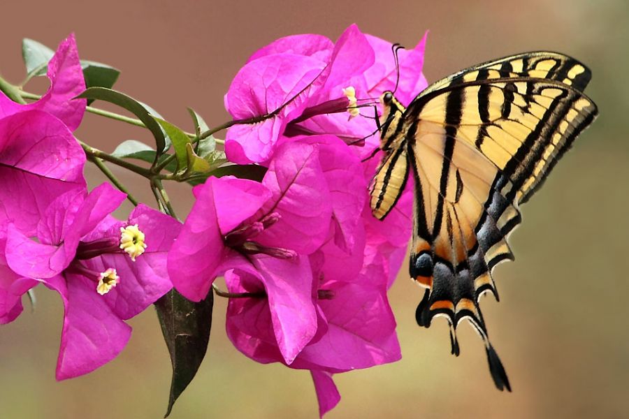"Papillon en bugambilia" de Pejuta Grnstein