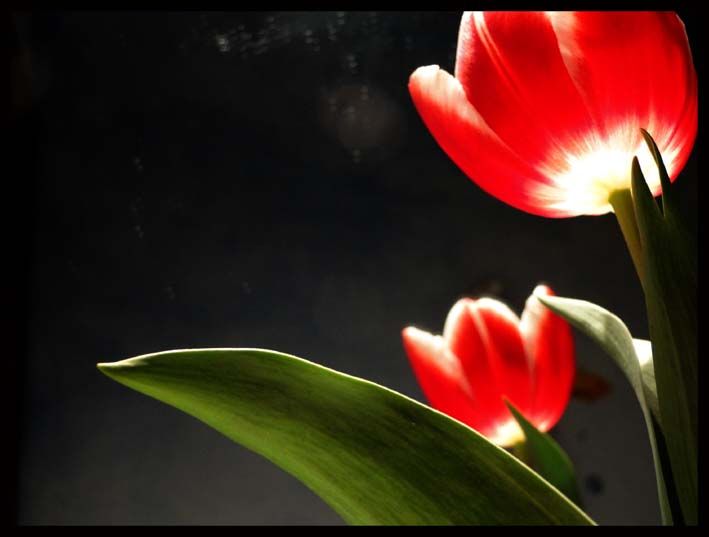 "Tulipn toma 74800" de Virginia Rapallini