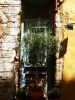 arbolito de oliva en la puerta
