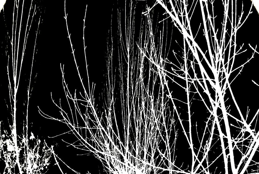 "ramas blancas cielo negro" de Nora Lilian Iturbide ( Noral )