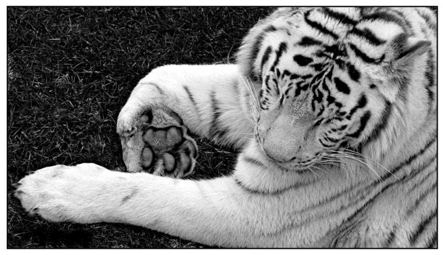 "Tiger White" de Marcelo Redruello