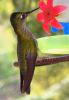 Colibri Patagonico