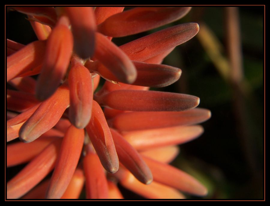 "Aloe" de Nanci Zumino