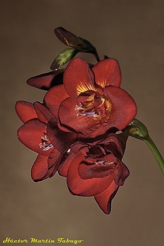 "Flores de mi jardn" de Hctor Martn Tabuyo
