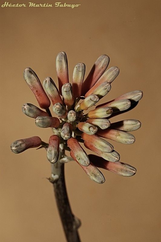 "Florcita de Aloe para Carmen" de Hctor Martn Tabuyo
