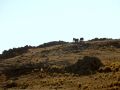 Caballos en la Pampa de Achala