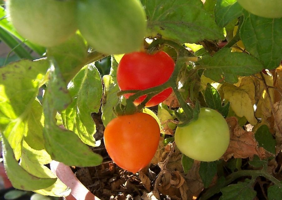 "Mis tomates Cherry" de Carmen Nievas