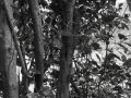 bosque de pittosporum tobira