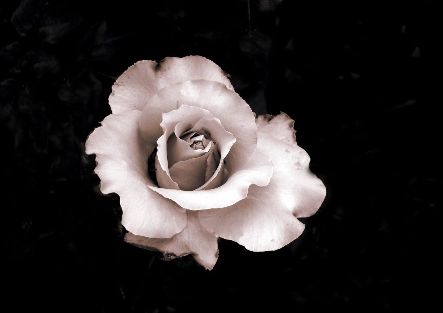 "Rosa Enamorada" de Gaston E. Polese