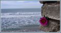 La flor ,la piedra  y  el mar