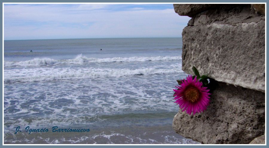 "La flor ,la piedra  y  el mar" de Jos Ignacio Barrionuevo