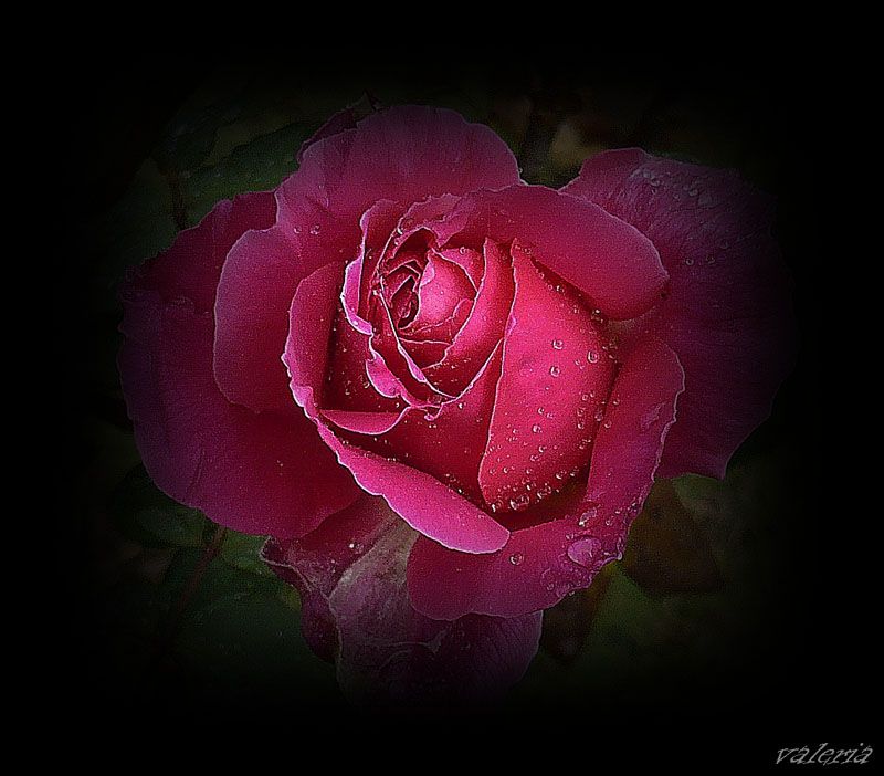 "Rose" de Vale Valeria Vergara