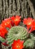 Cactus: Hoy,gnero mammillaria