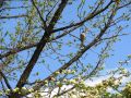 Primavera y paloma