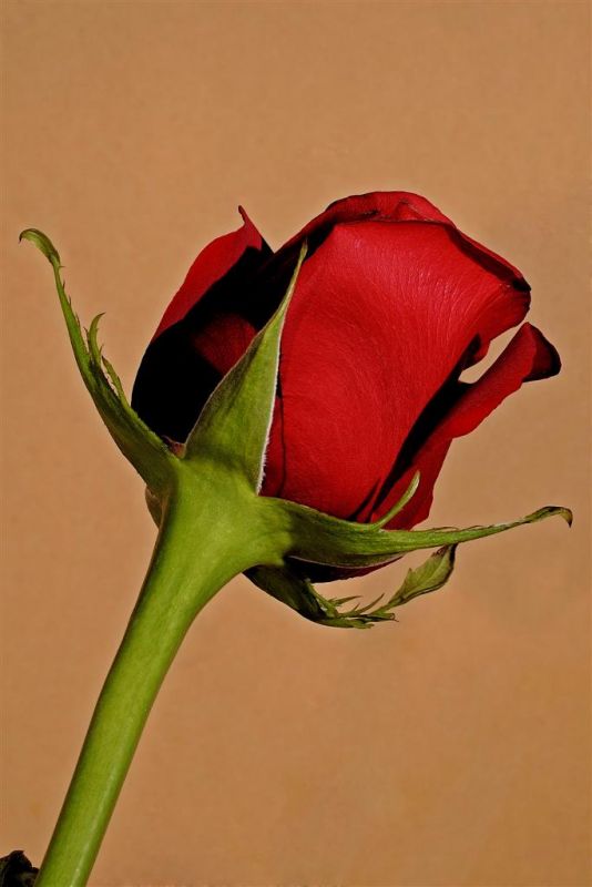 "Rosa Roja" de Hctor Martn Tabuyo