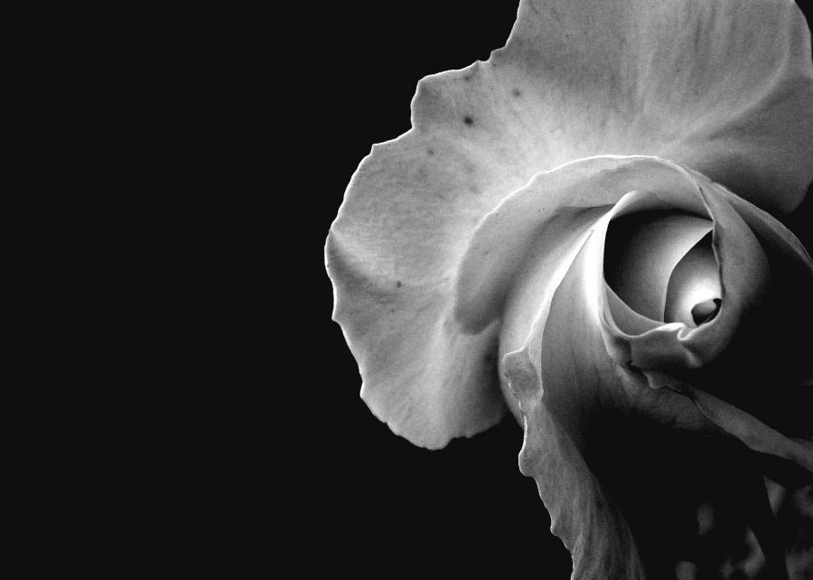 "Rosa blanca" de Virginia Rapallini