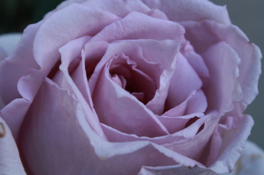 "Rosa lila" de Carmen Nievas