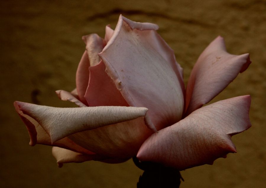 "Rosa lila II" de Carmen Nievas