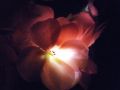 flor en la noche