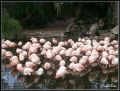lago de los cisnes