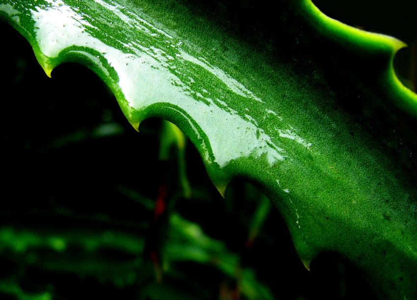 "Aloe despues de la lluvia." de Jorge Mariscotti (piti)