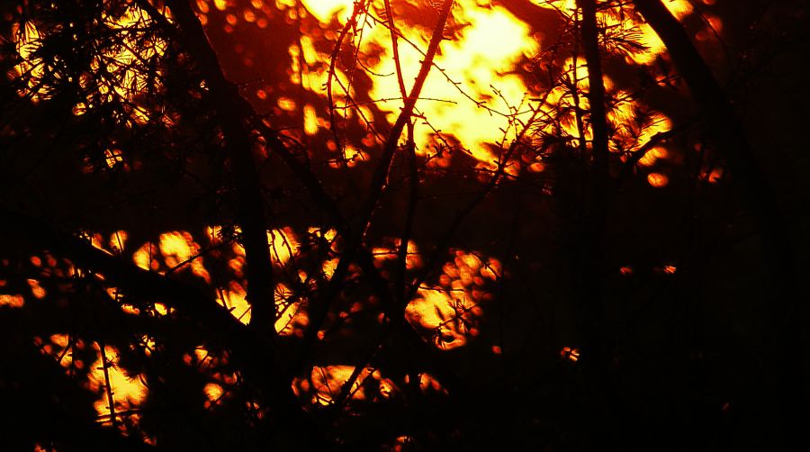 "Sol, como incendio  en las ramas" de Nora Lilian Iturbide ( Noral )
