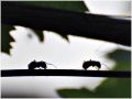 Invitacin: Posiciones relativas de dos hormigas