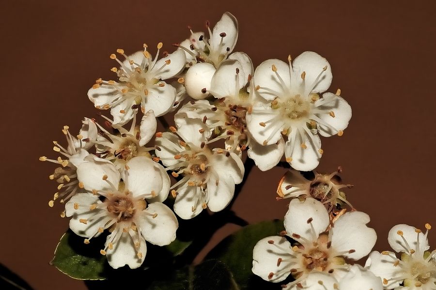 "Florcitas blancas para Marthita." de Hctor Martn Tabuyo