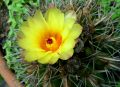 Cactus en flor(III)