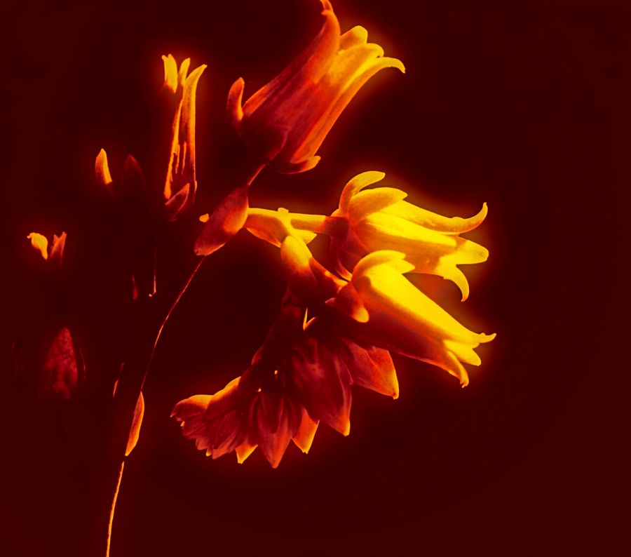 "Flores de fuego" de Carmen Nievas