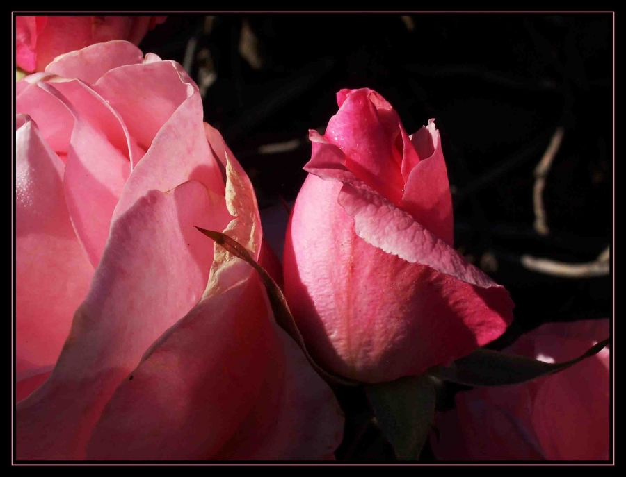 "Rosas" de Nanci Zumino