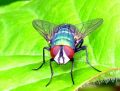 Una mosca colorida