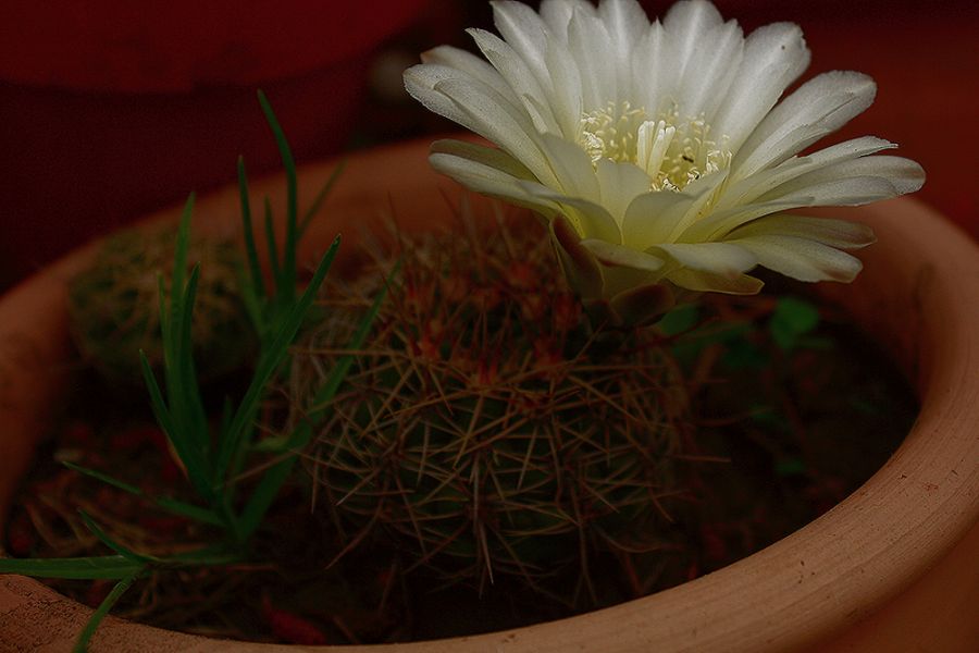 "Flor de cactus" de Stella Maris Kippke