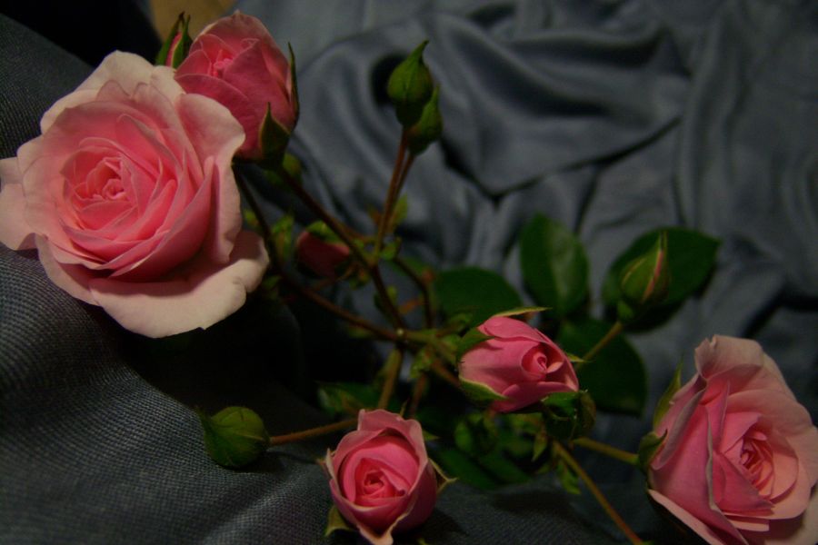 "`rosa que en el rosal se abra," de Beatriz Di Marzio