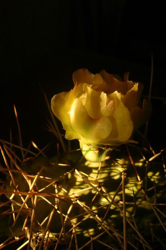 "Flor de captus." de Tesi Salado