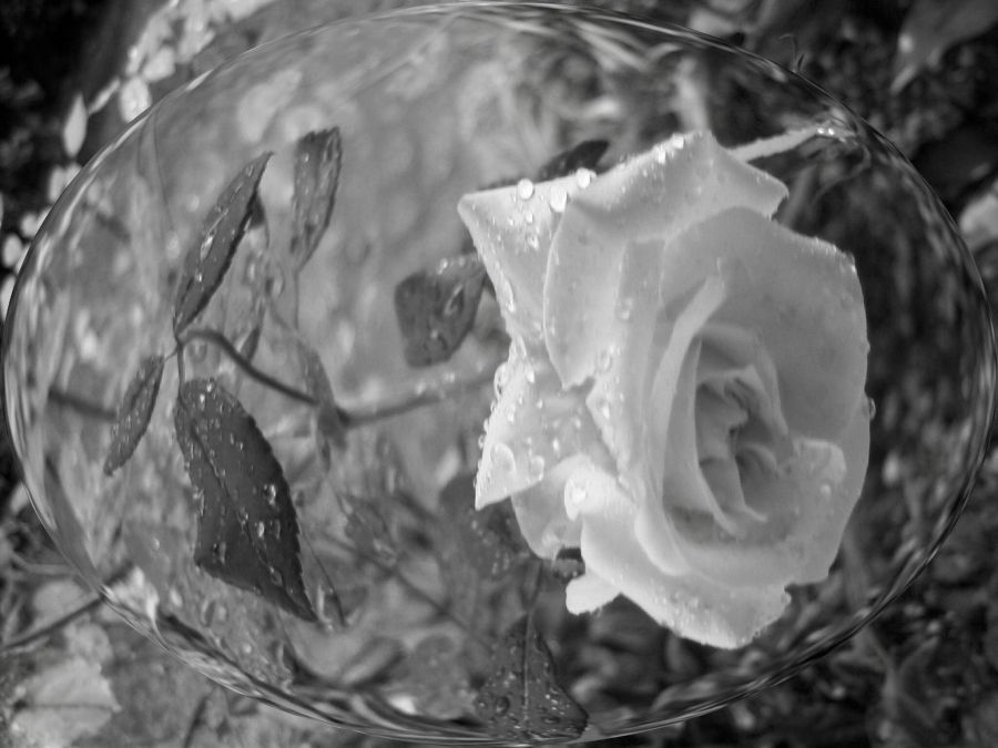 "esta era una rosa" de Beatriz Di Marzio