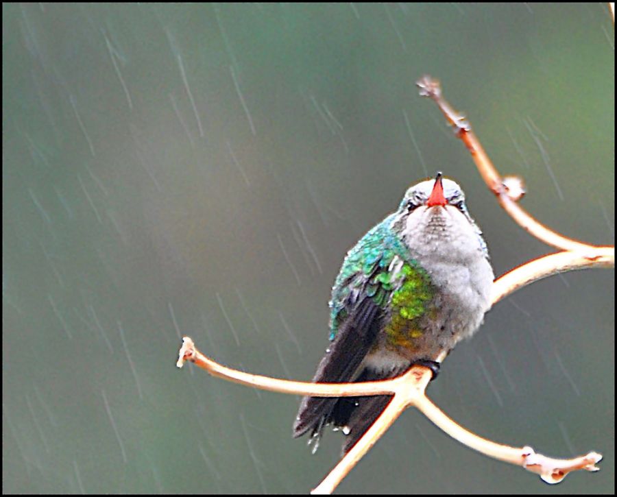 "Cantando bajo la lluvia" de Martha A. Moreschi