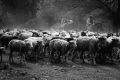 Chivos y ovejas
