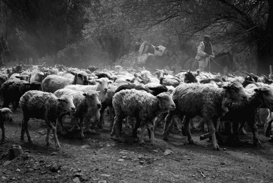 "Chivos y ovejas" de Osvaldo Sergio Gagliardi