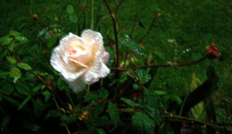 "...la rosa sola...." de Beatriz Di Marzio