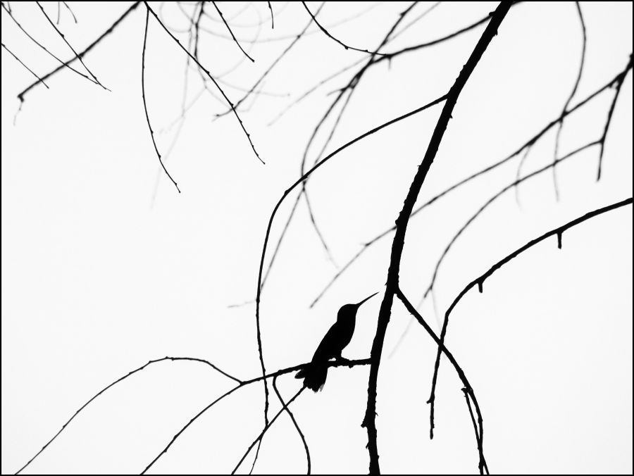 "`Picaflor en rama`" de Vane Dosio