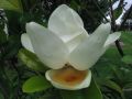 Magnolia despues de la lluvia