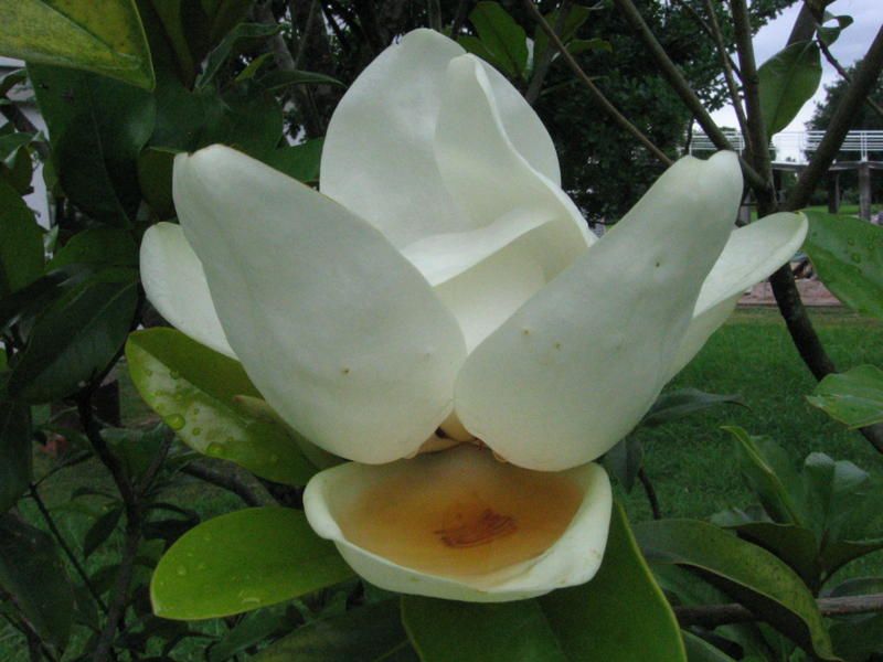 "Magnolia despues de la lluvia" de Ricardo Marziali