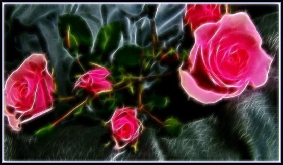 "rosas mejoradas  en la clinica de fotos" de Beatriz Di Marzio