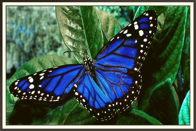 "Mariposa azul" de Marcelo Redruello