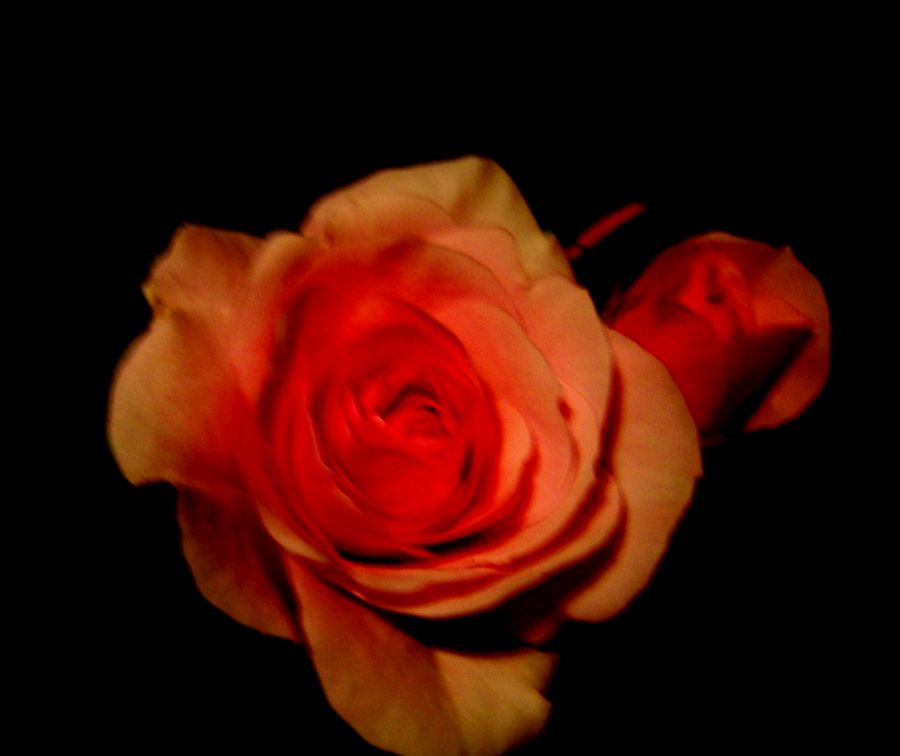 "los petalos de la rosa" de Beatriz Di Marzio