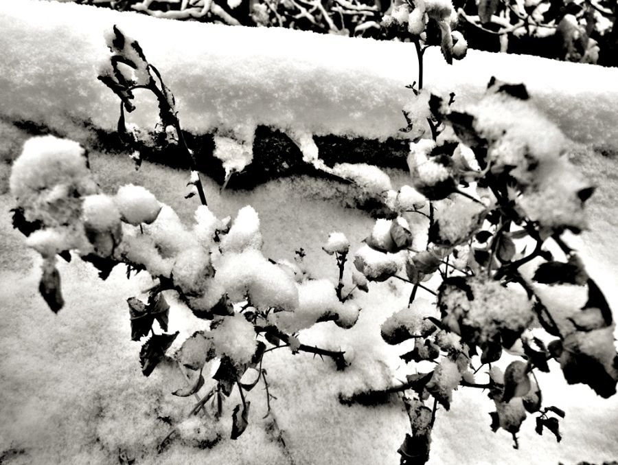 "de la nevada" de Elvira Dcm