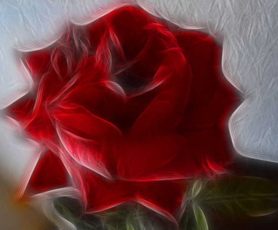 "rosa roja" de Elvira Dcm