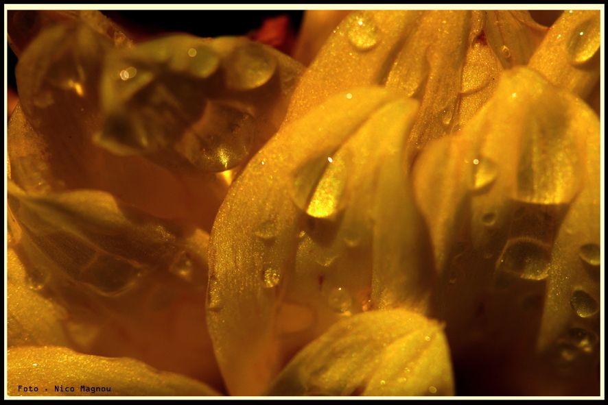 "gotas en amarillo" de Nico Magnou